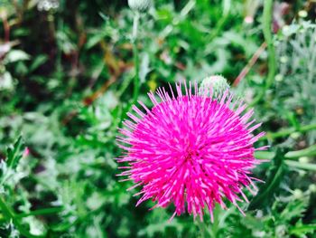 Close-up of pink flower