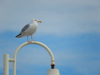 Seagull perching on railing