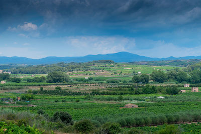 Scenic view of agricultural field against sky