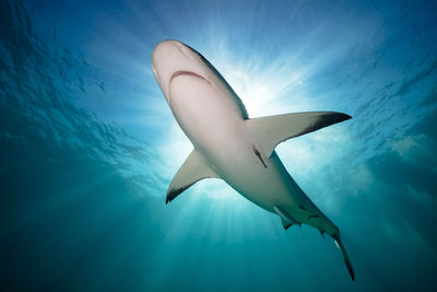 Low angle view of a shark in sea