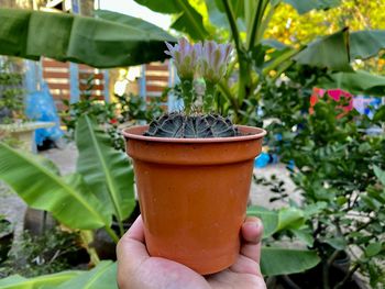 Close-up of hand holding glass of potted plant