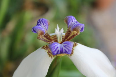 Close-up of white iris flower