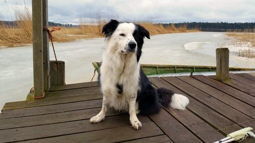 Close-up of dog standing on boardwalk