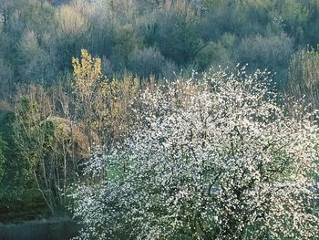 Scenic view of water on field in forest