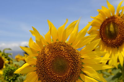 Close-up of sunflower blooming against sky
