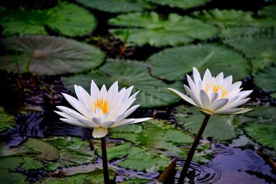 Two white water beautiful lilies a pond with lily pads