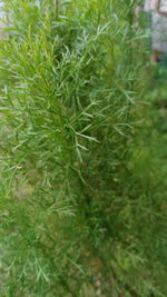 Full frame shot of fresh green plants