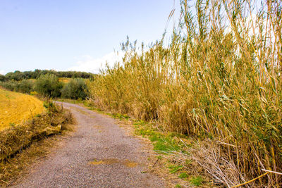 Empty road along plants and trees against sky