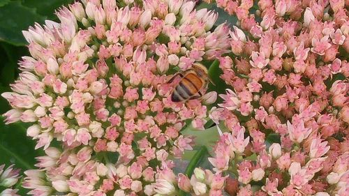 Close-up of bee on pink flowers