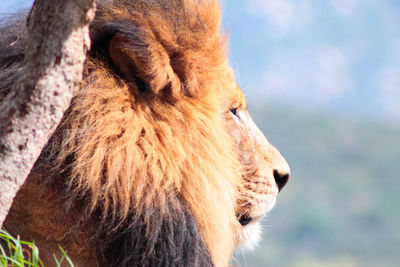 Close-up of lion on sunny day