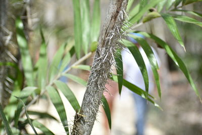 Close-up of plant