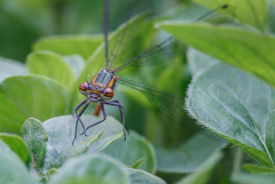 Close-up of insect on leaf