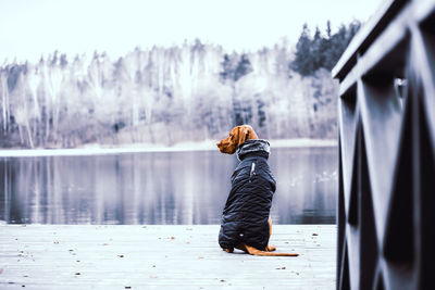 Rear view of dog sitting by the lake