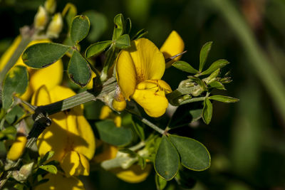 Close-up of yellow flowering plant