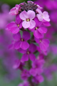 Close-up of pink flowers