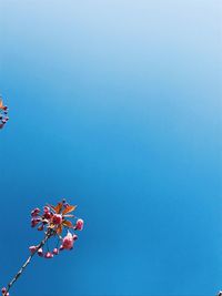 Low angle view of flowers against clear sky