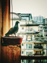 Close-up of seagull perching on city against sky