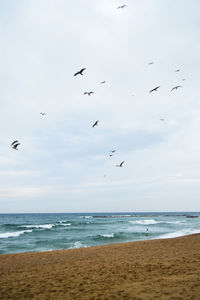 Seagull flying over beach