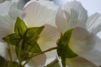 Close-up of white flowers