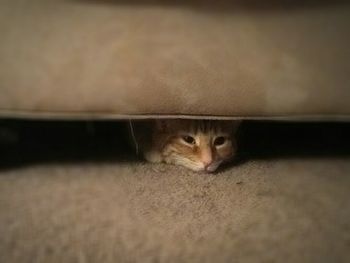 Portrait of cat hiding at home
