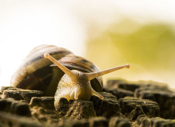 Close-up of snail