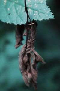 Close-up of dried plant