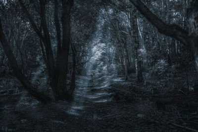 View of trees in forest