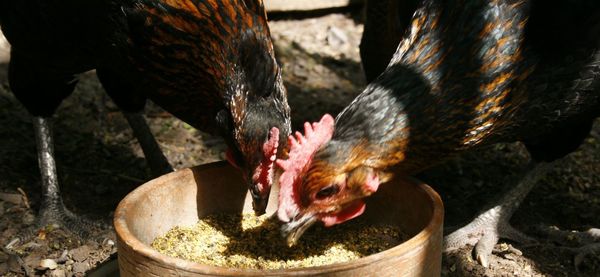 Close-up of birds eating food