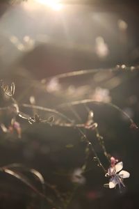 Close-up of plant against bright sun