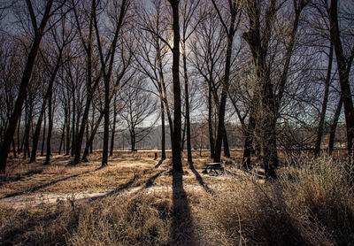 Bare trees in forest