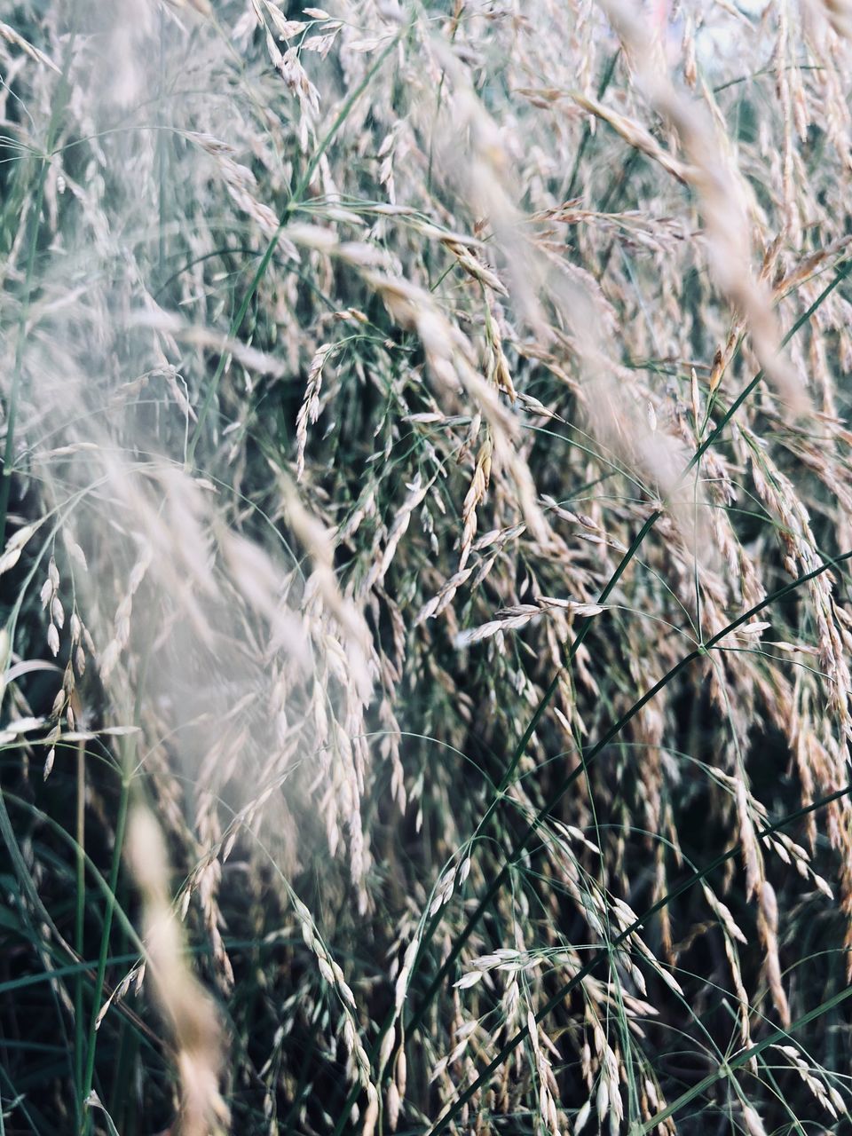 CLOSE-UP OF CORN FIELD