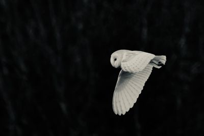 Close-up of a barn owl