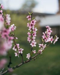 Close-up of pink flowers