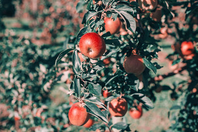 Close-up of apples on tree