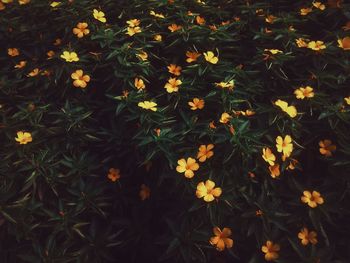 Yellow flowers blooming in field