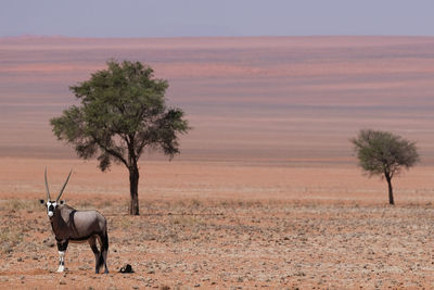 View of oryx on desert in namibia