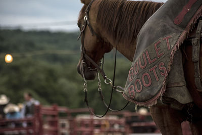 Close-up of horse against sky