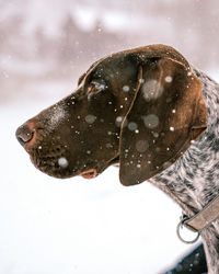 Close-up of a dog in snow