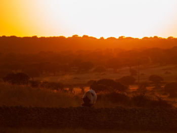 Rear view of man on field against sky during sunset