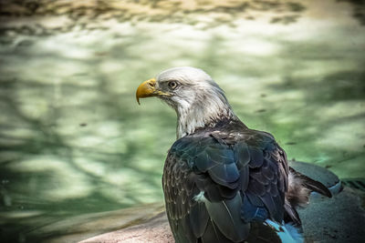 Close-up rear view of an eagle