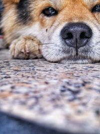 Close-up portrait of a dog