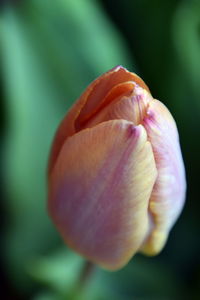 Close-up of flower against blurred background