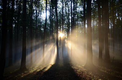 Sunlight streaming through trees in forest