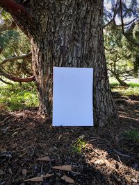 Trees growing in forest