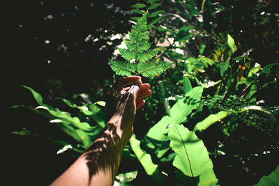 Midsection of person touching leaves