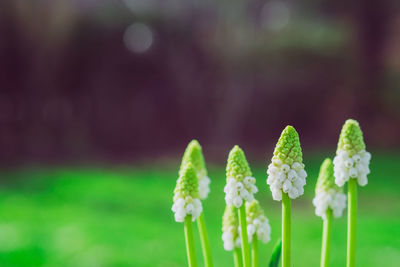 Close-up of flowering plant on field