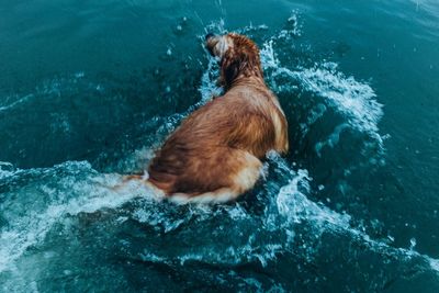 Dog swimming in water