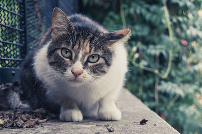 Close-up portrait of tabby cat