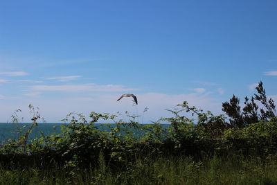 Bird flying in the sky