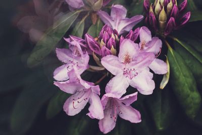 Close-up of flowers